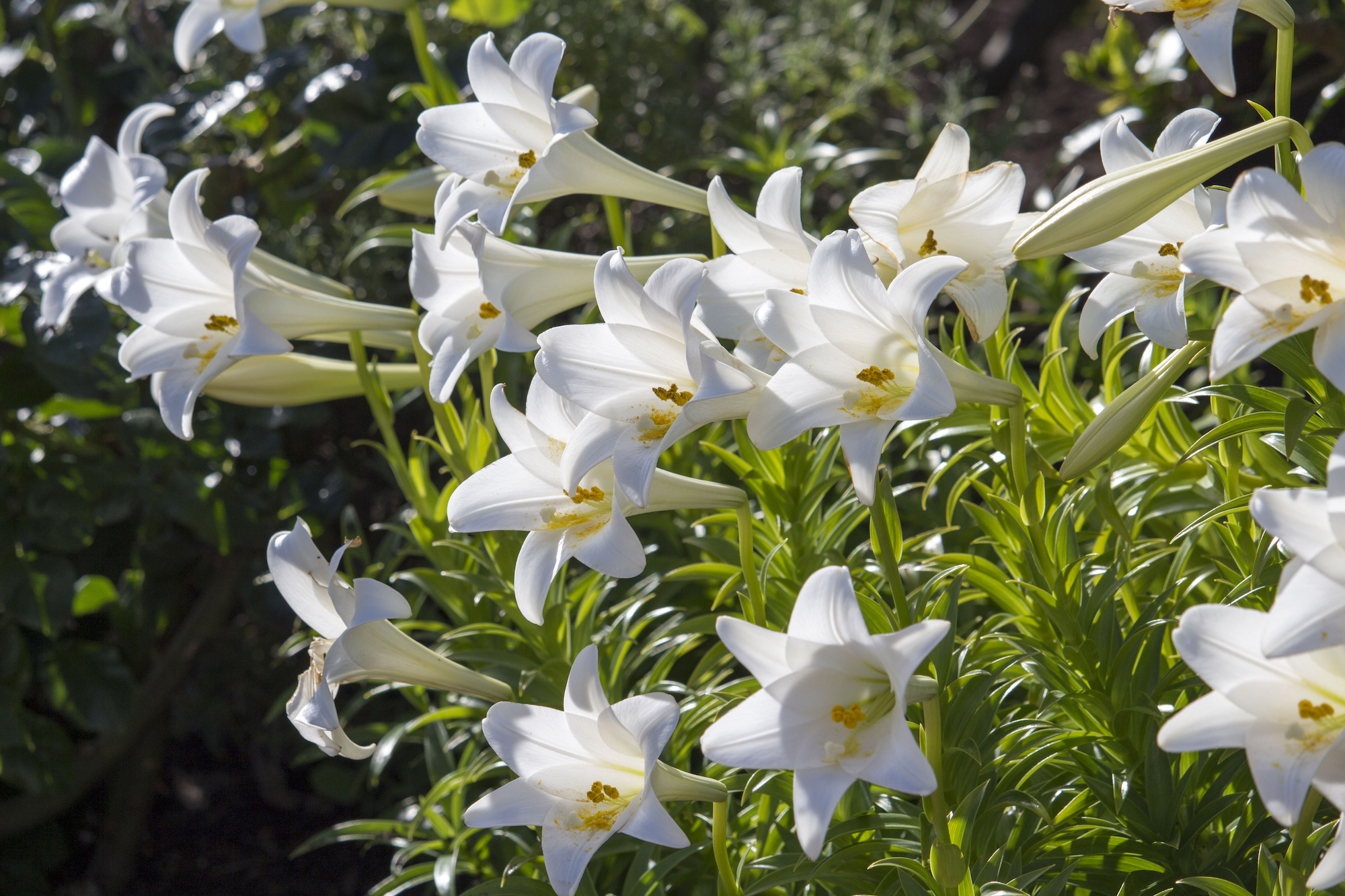 White trumpet-shaped Madonna lilies blooming in the sun.